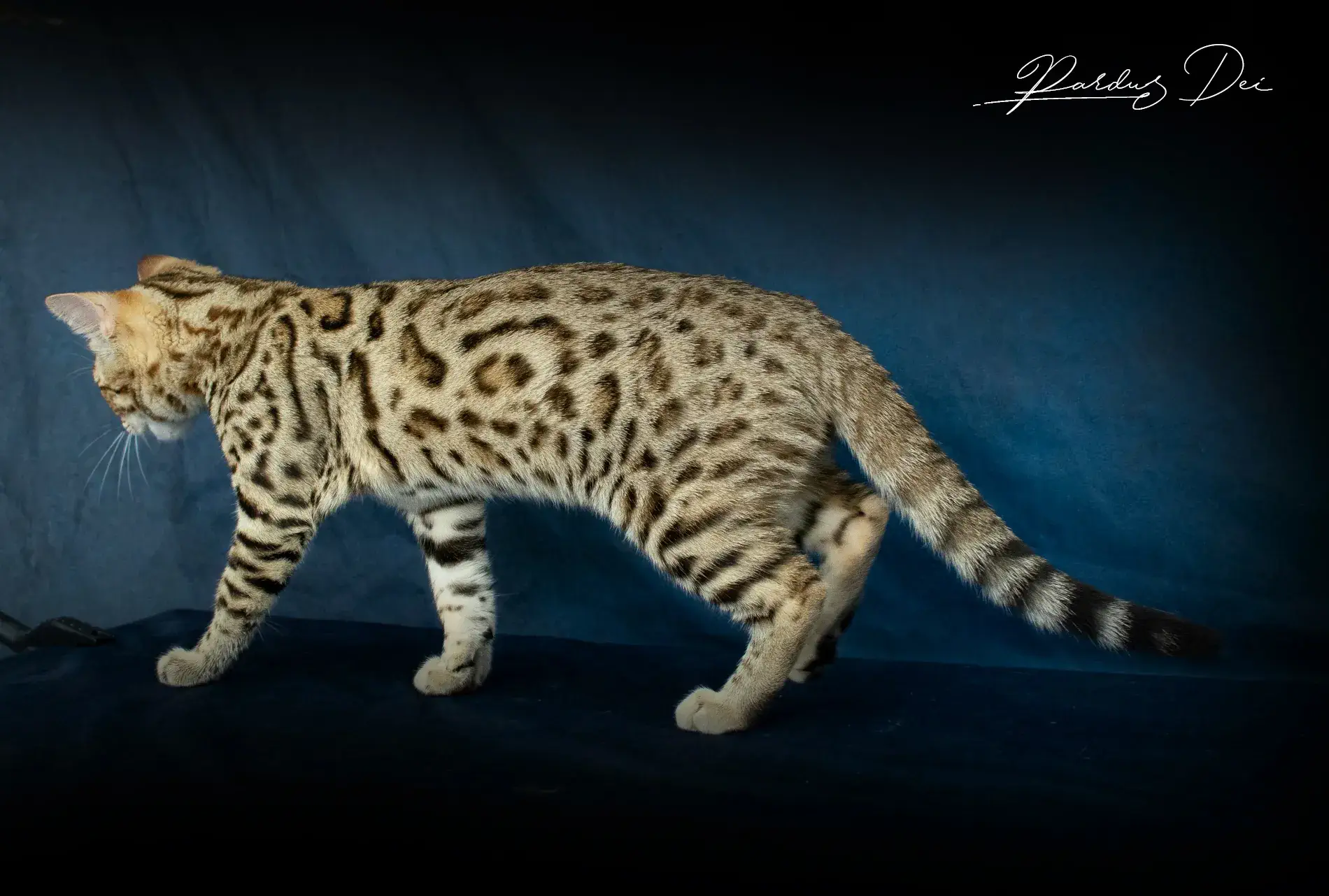 chaton bengal